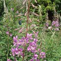 Epilobium angustifolium fleur
